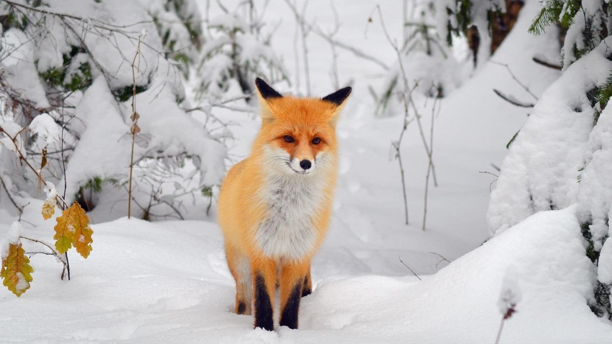 Лисенок в снегу