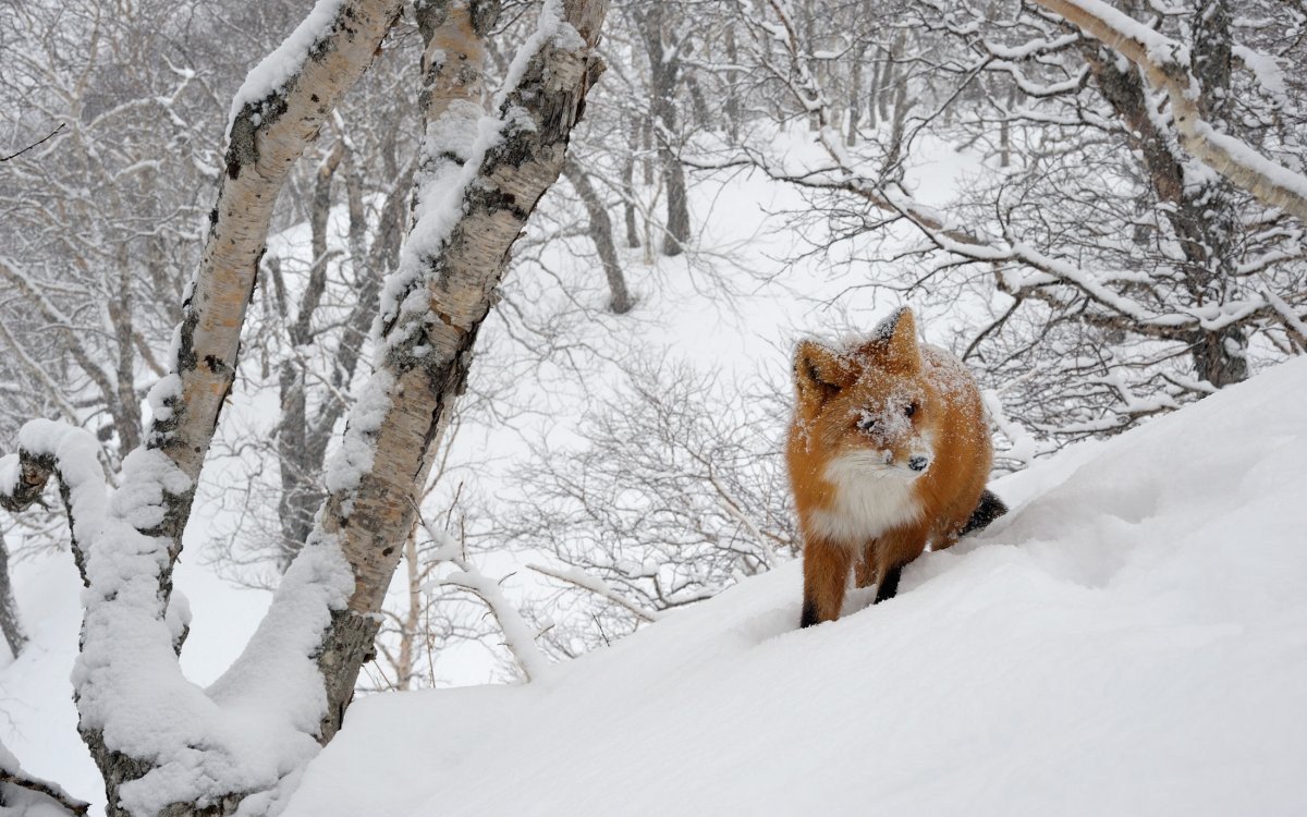 Композиция зимы с лисой
