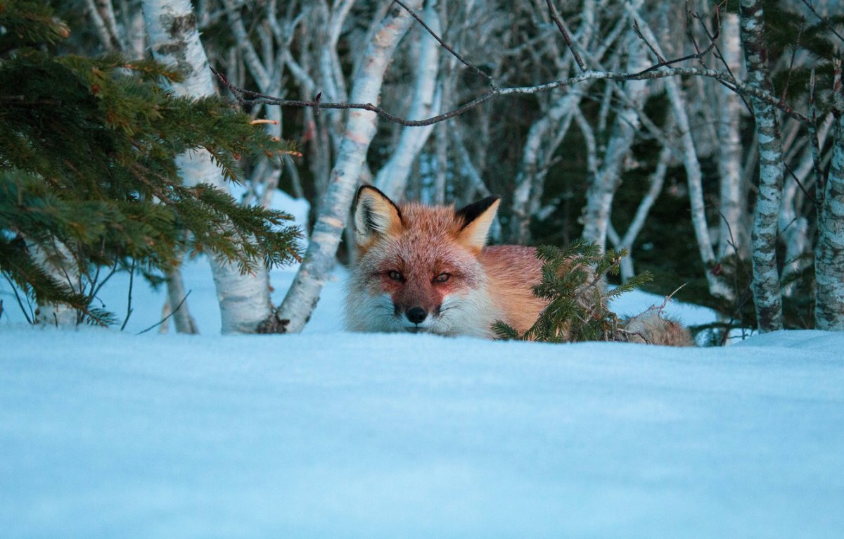 Лисов Михаил Александрович