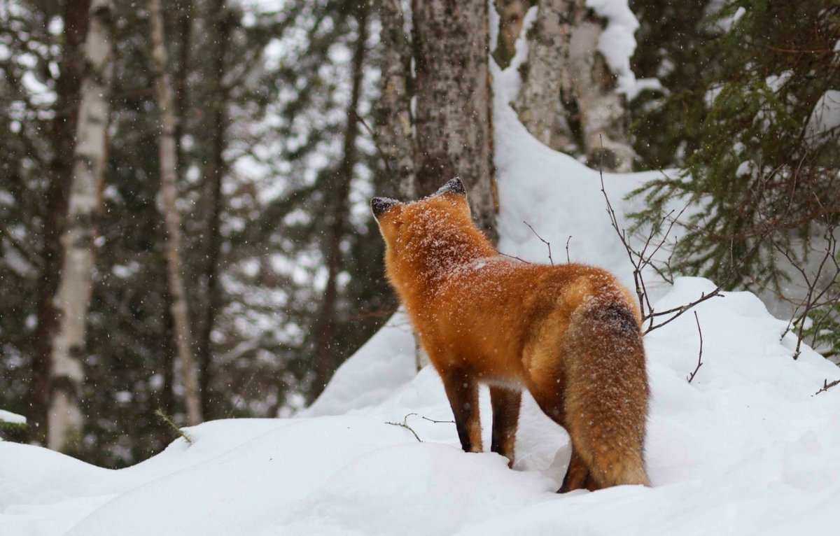 Лисичка Патрикеевна Полярная