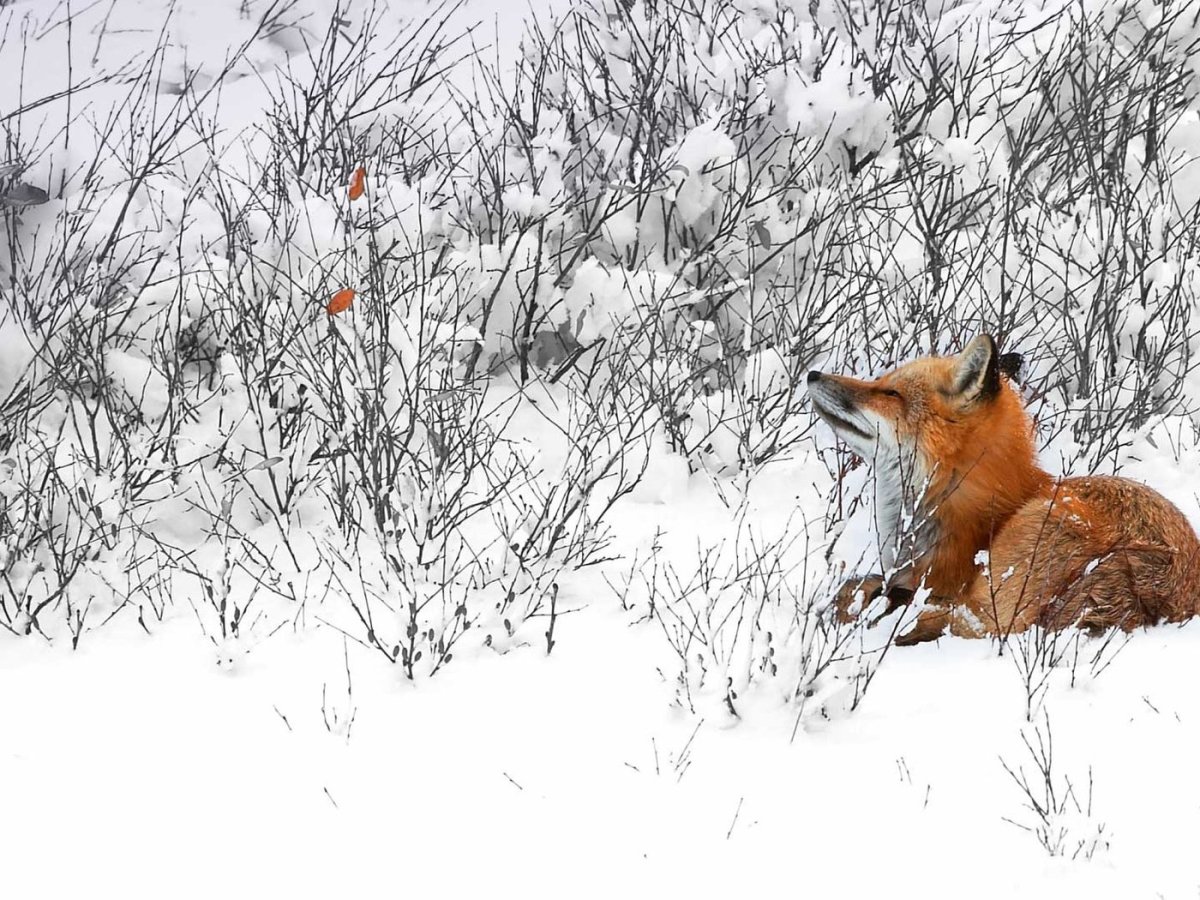 Лиса зимой