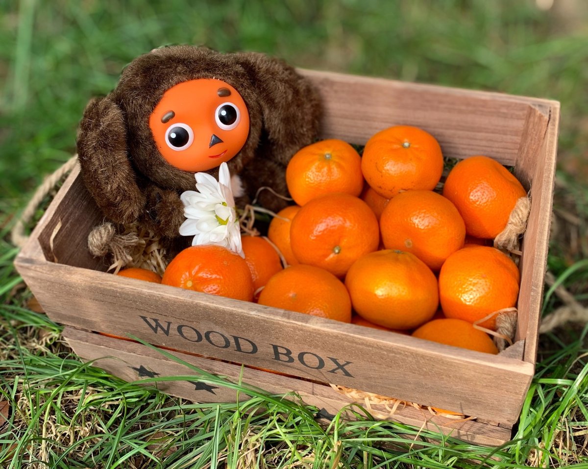 Откуда Чебурашка Родом был из ящика