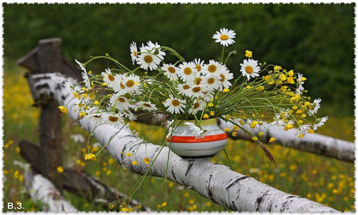 Букет ромашек на природе