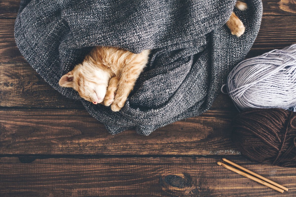 Котик окутанный в одеялко Эстетика