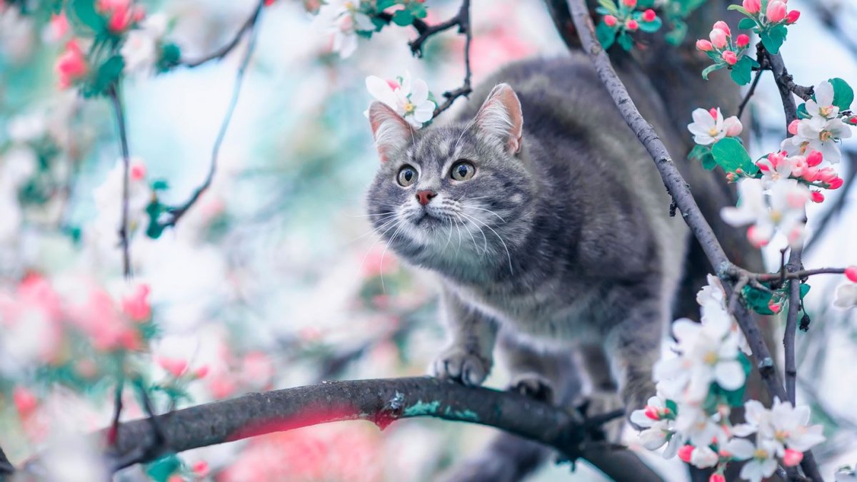 Кот весной