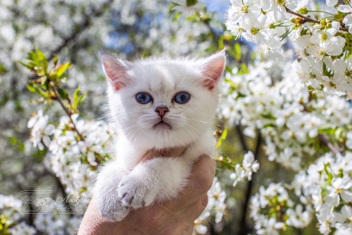 Британский кот Весна