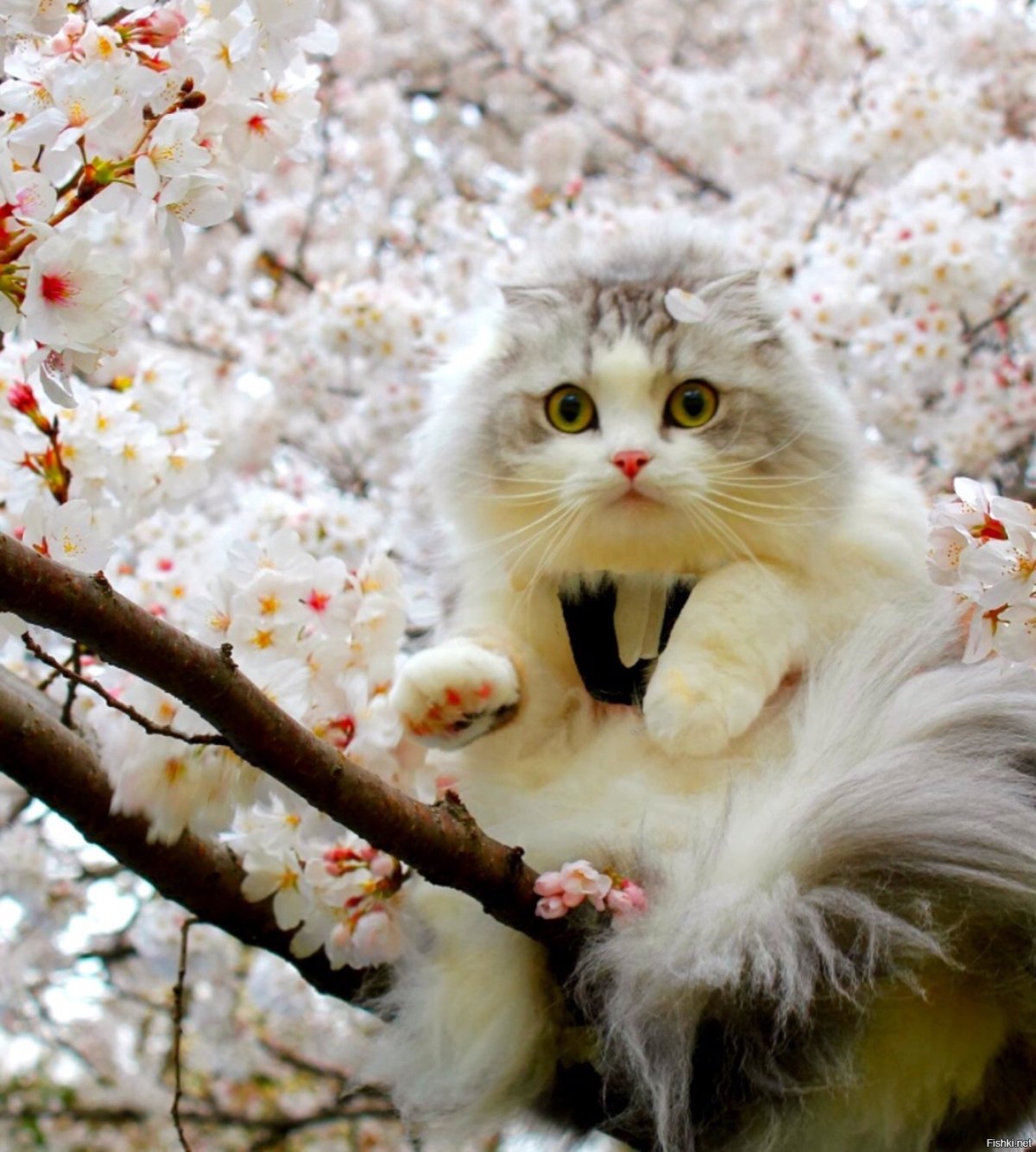 Кот на Сакуре