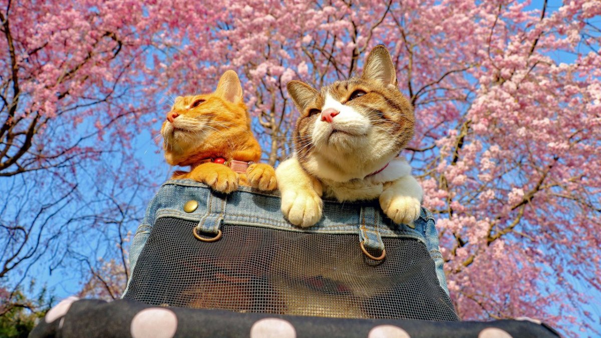 Сакура котик