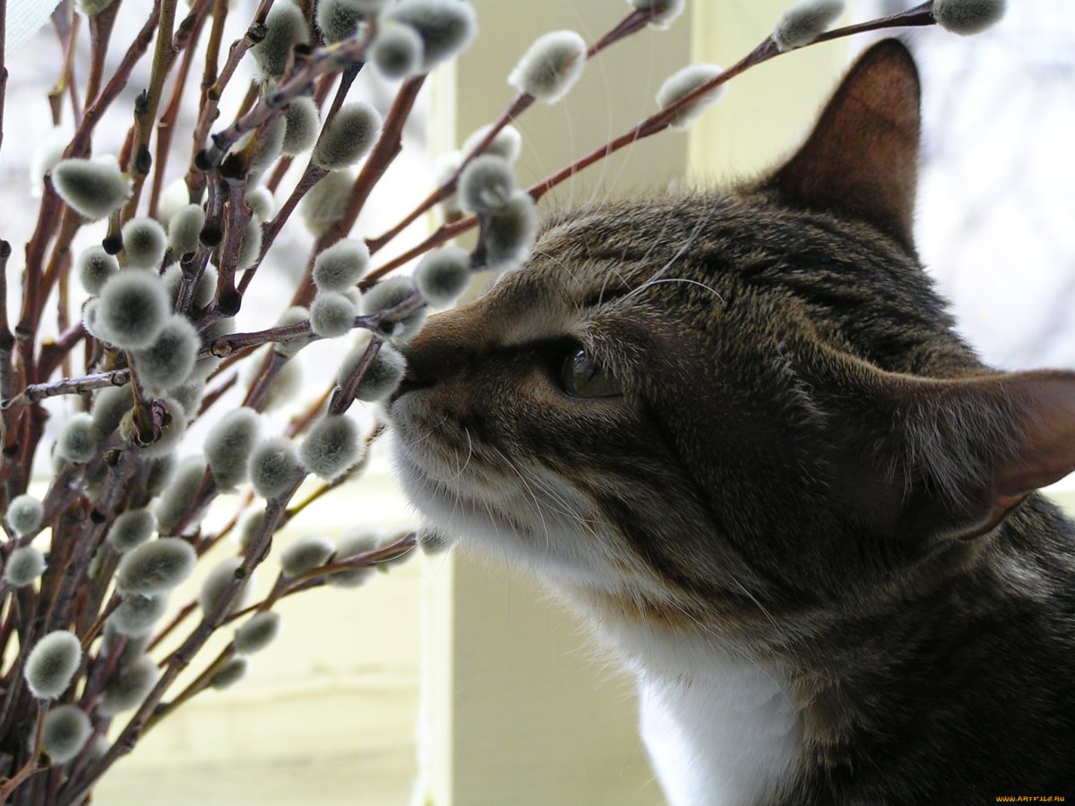 Красивые забавные кошки