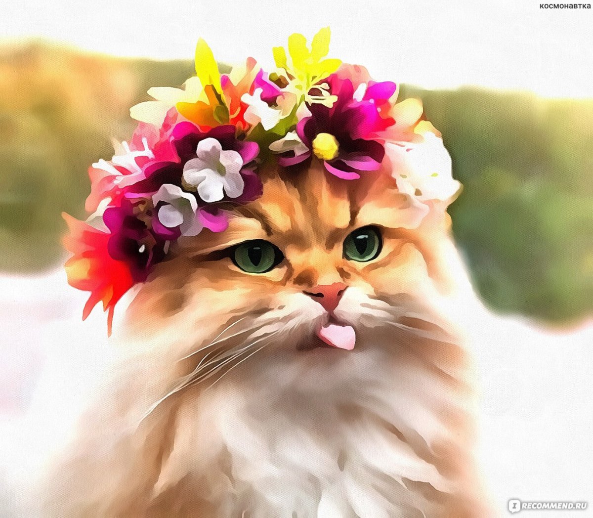 Кошка Весна и уют