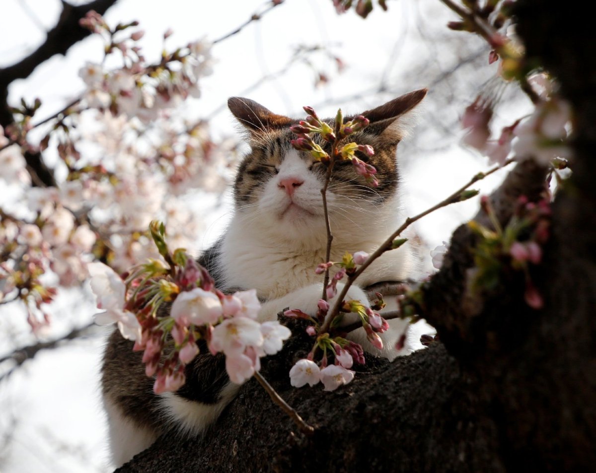 Кошка и Цветущая яблоня