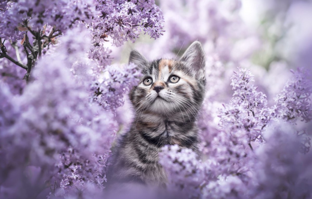 Кошка с венком на голове