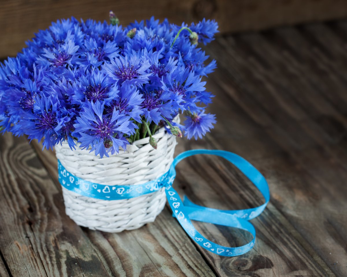 Букет Васильков невесте