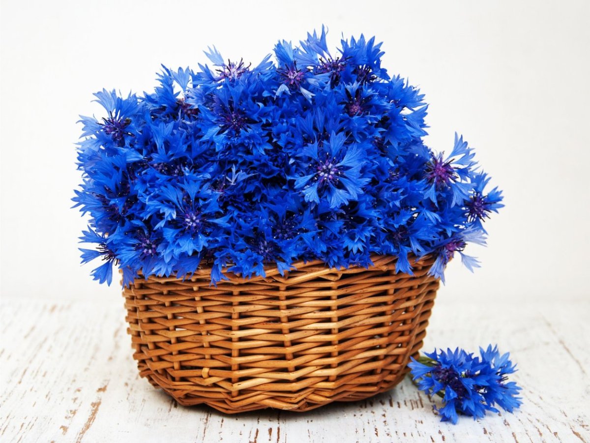 Васильки в чашке