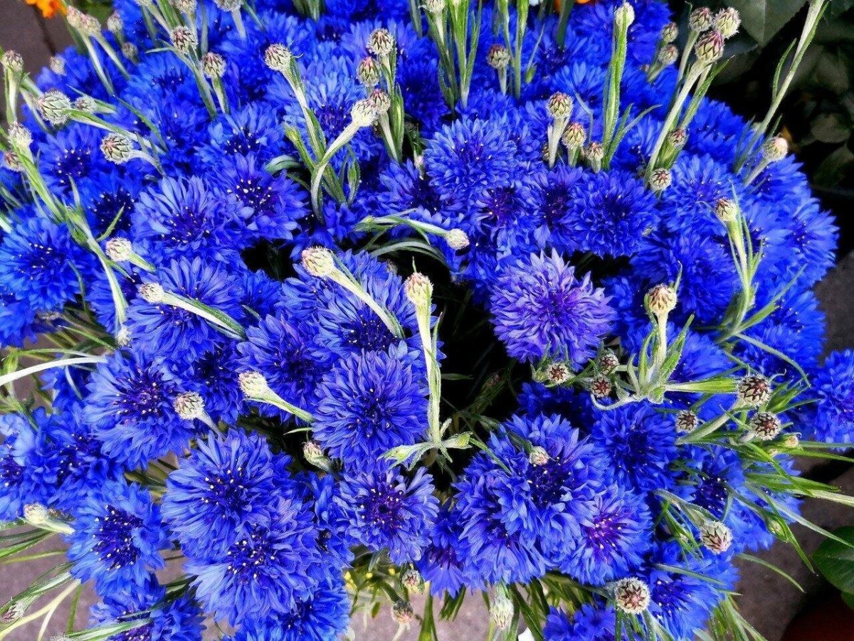 Чашечка кофе с незабудками