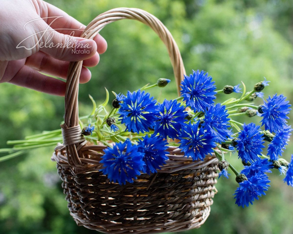 Букет полевых Васильков