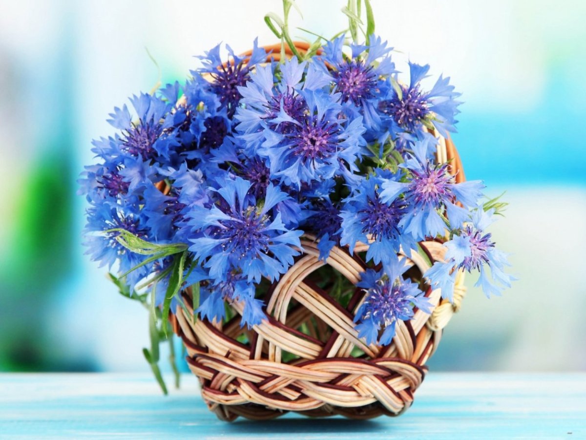 Васильки в руках