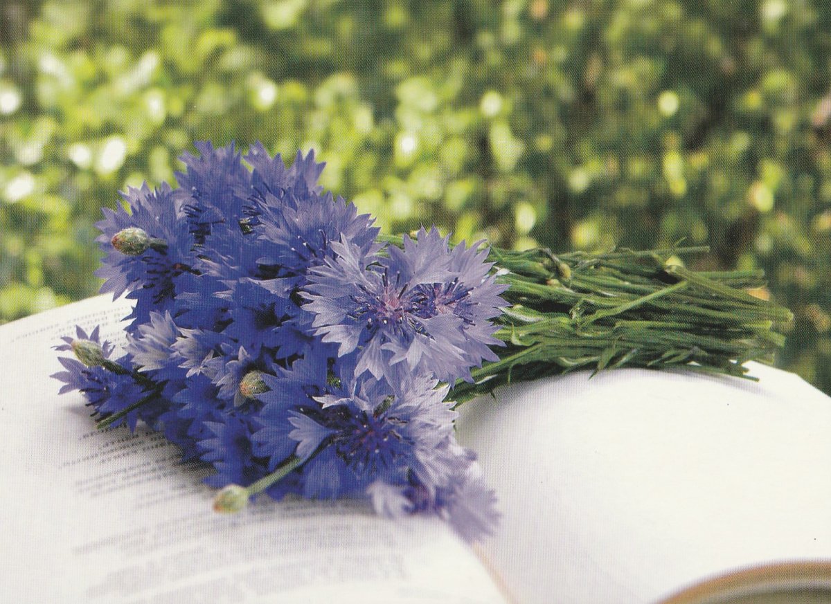 Васильки Брест