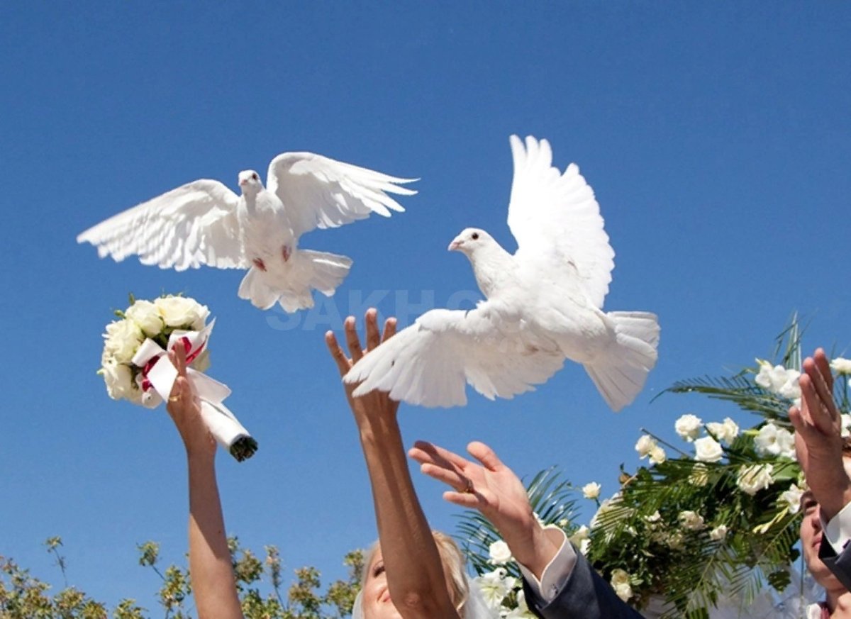 Баннер с голубями