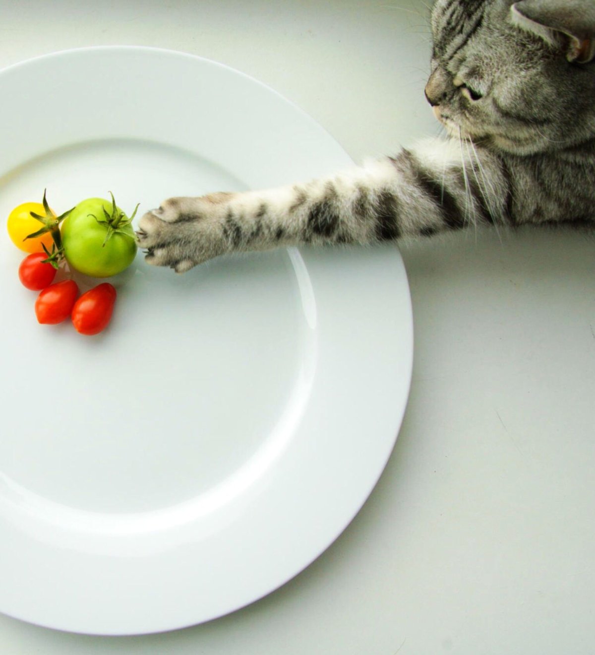 Котик с едой