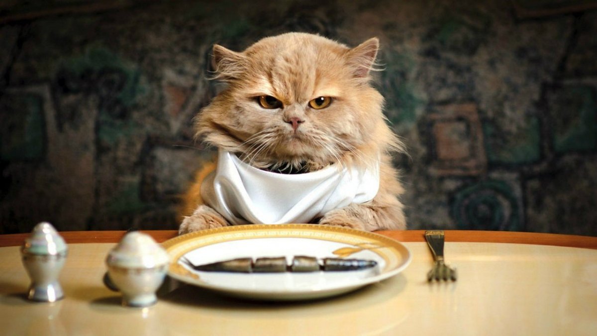 Кот в холодильнике