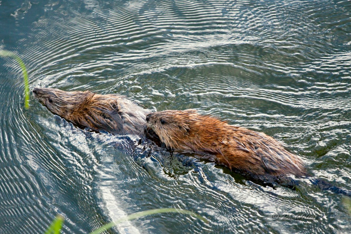 Грызун хорошо плавает и ныряет