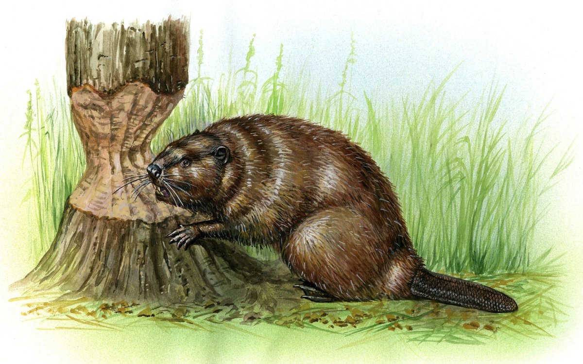 Обои на рабочий стол приколы с надписями