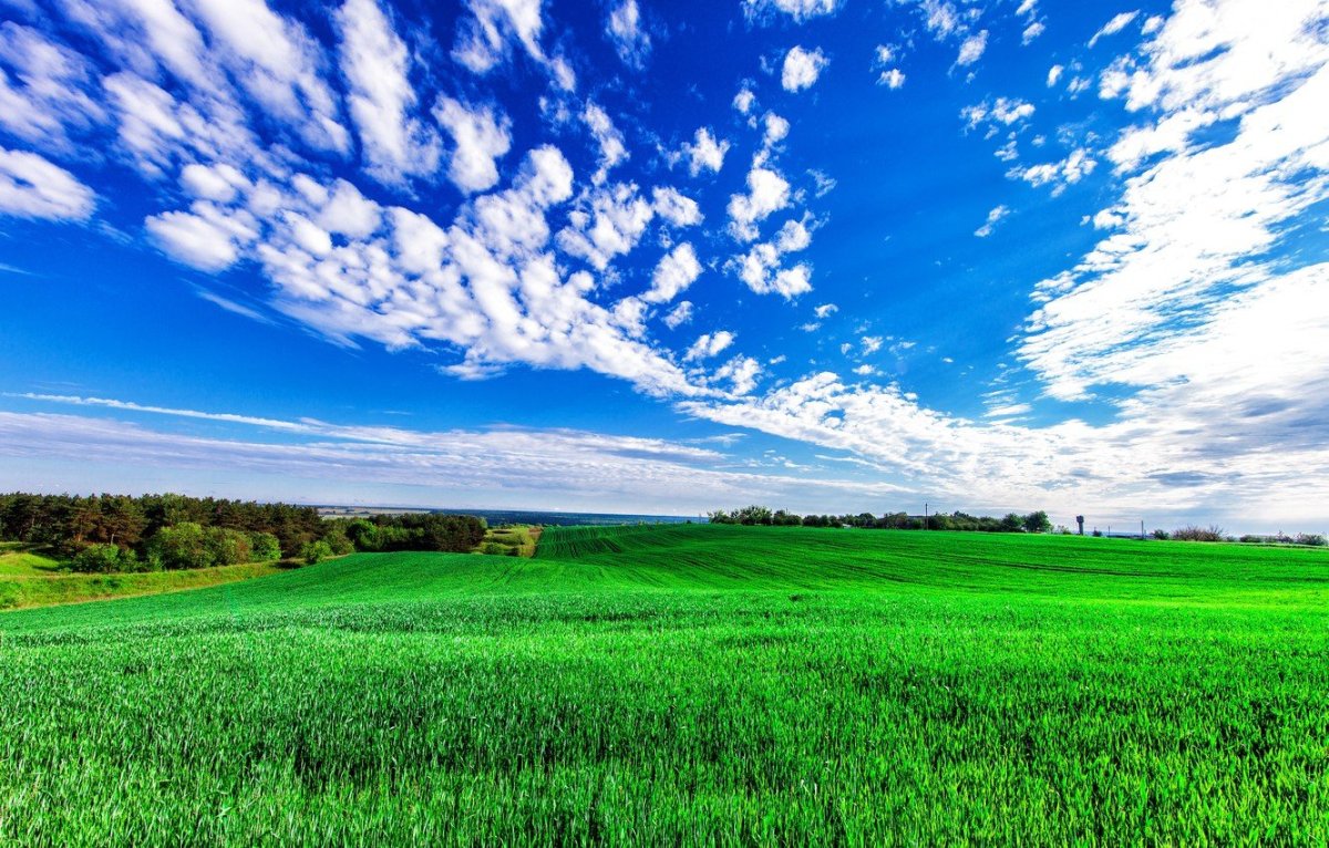 Природа поле