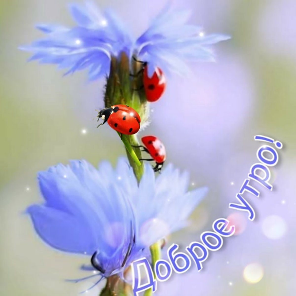 Здравствуй, новый день!