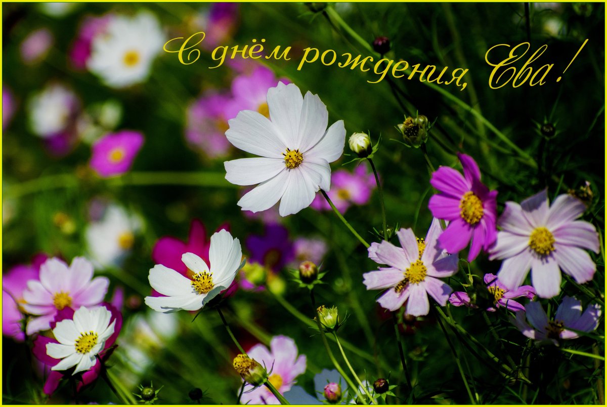 Поздравления с днём рождения ева