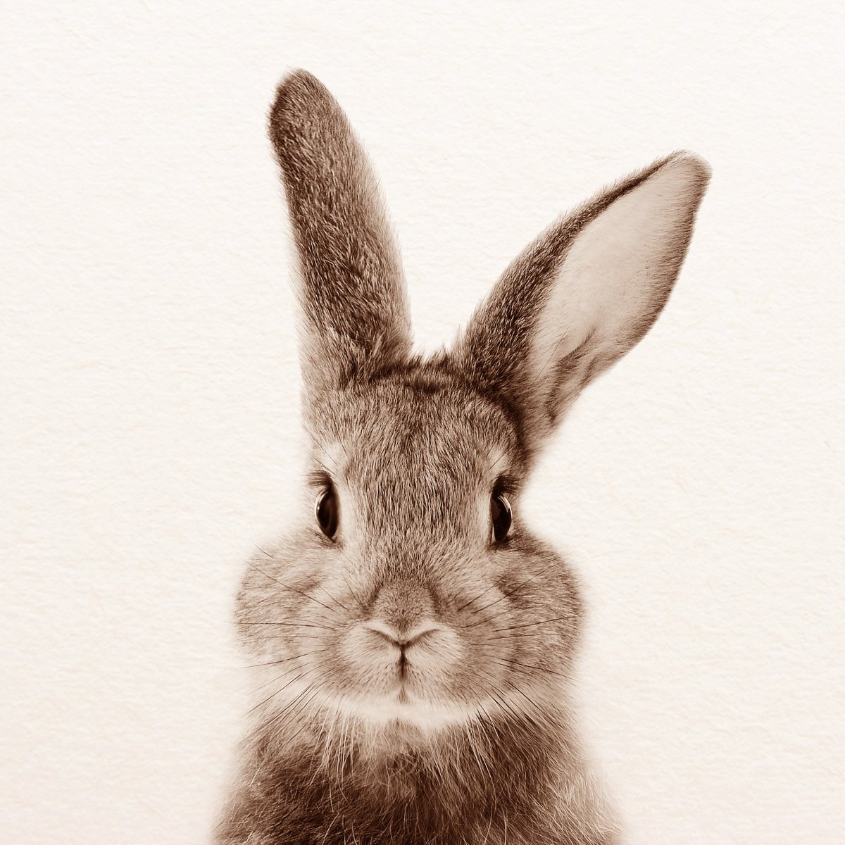 Маленький кролик иллюстрация