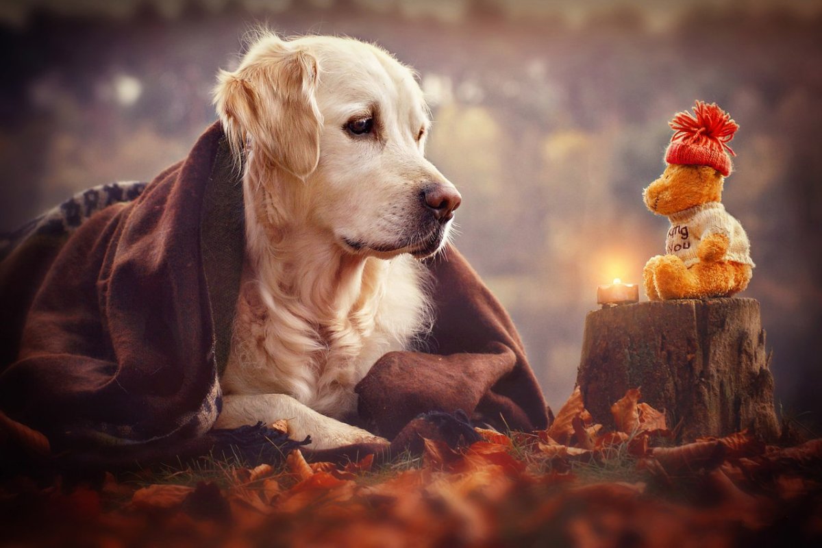 Коты Макото Мурамацу