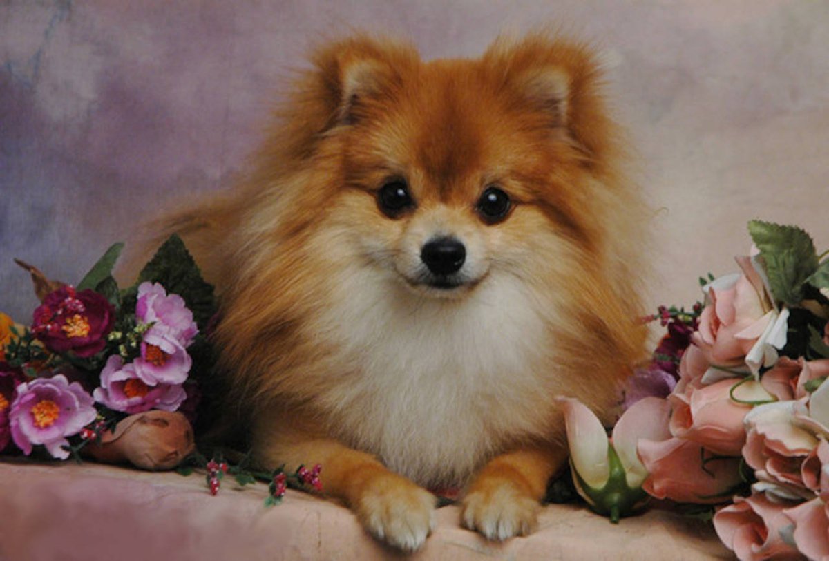 Добрый вечер Ежик