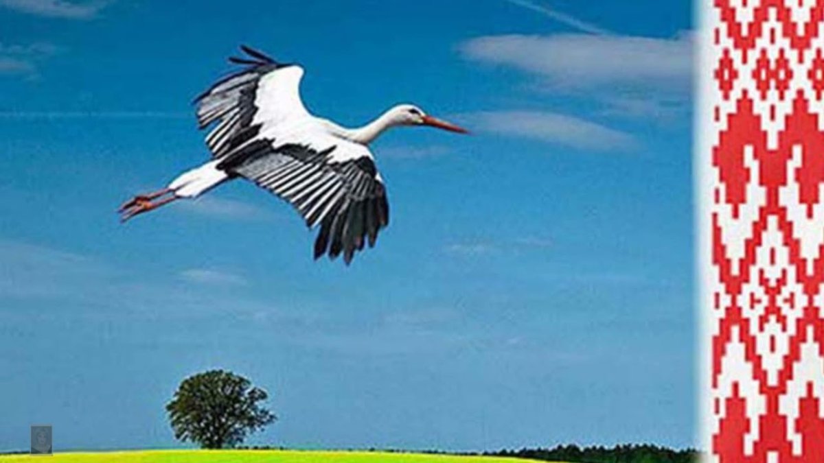 Символ Белоруссии Аист