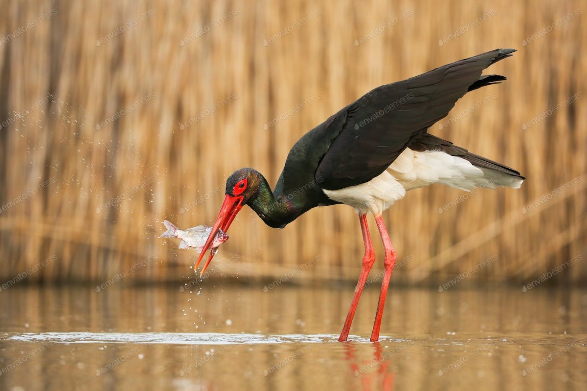 Аист клюет в живот