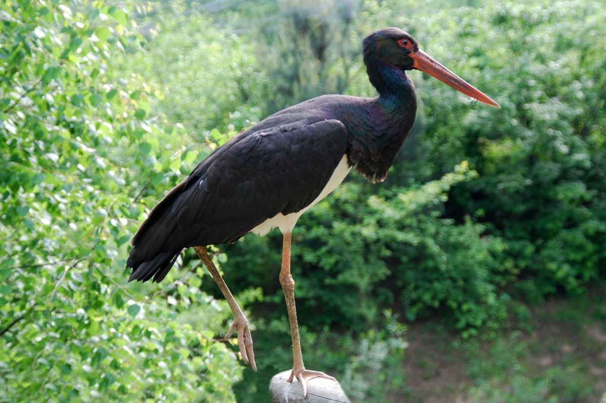 Черный Аист гиф