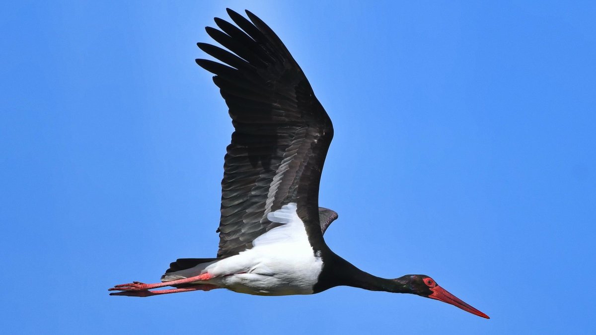 Черный Аист птица