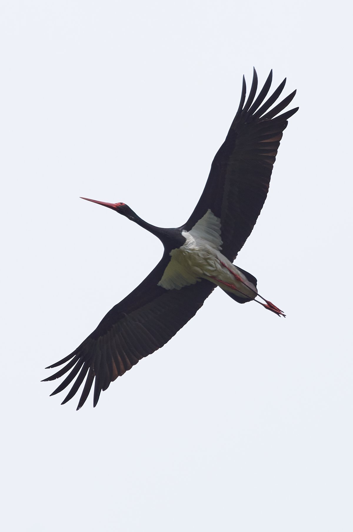 Черный Аист Брянский лес