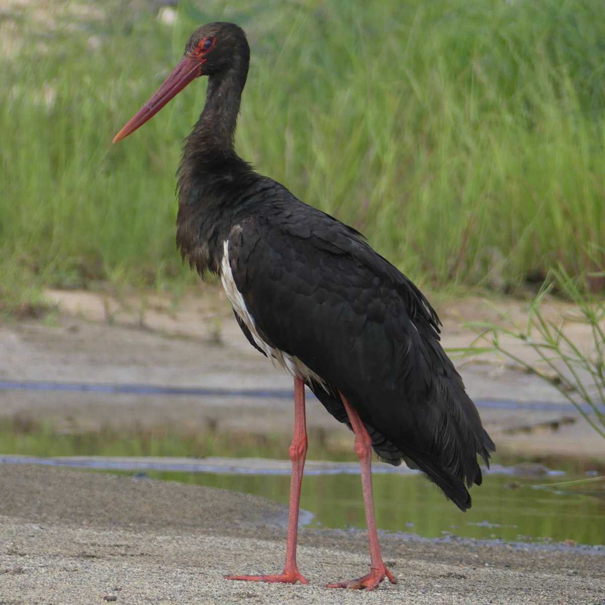 Черный Аист нарисовать