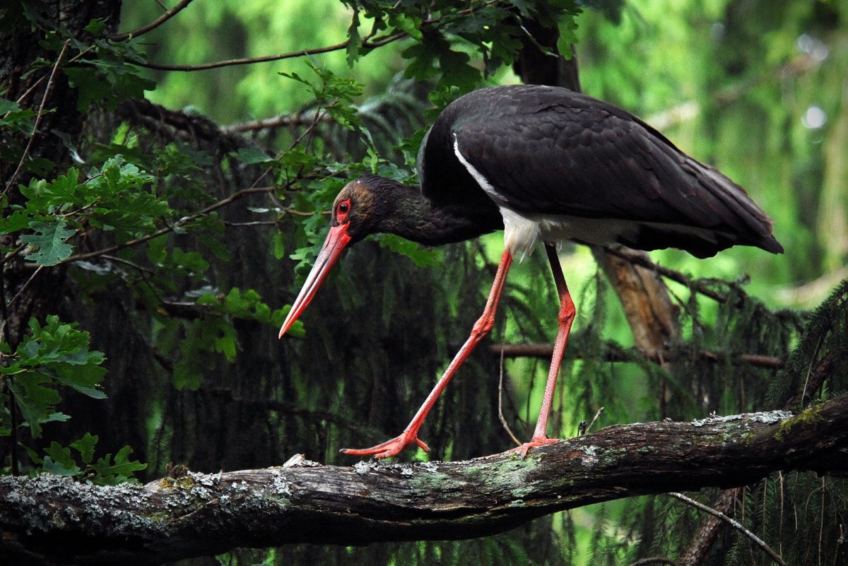 Сочинский национальный парк черный Аист