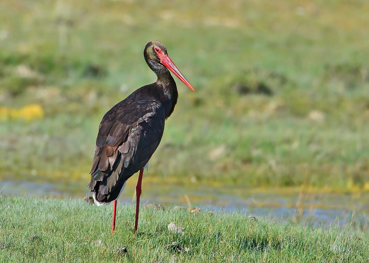 Чёрный Аист Ciconia nigra (Linnaeus, 1758)