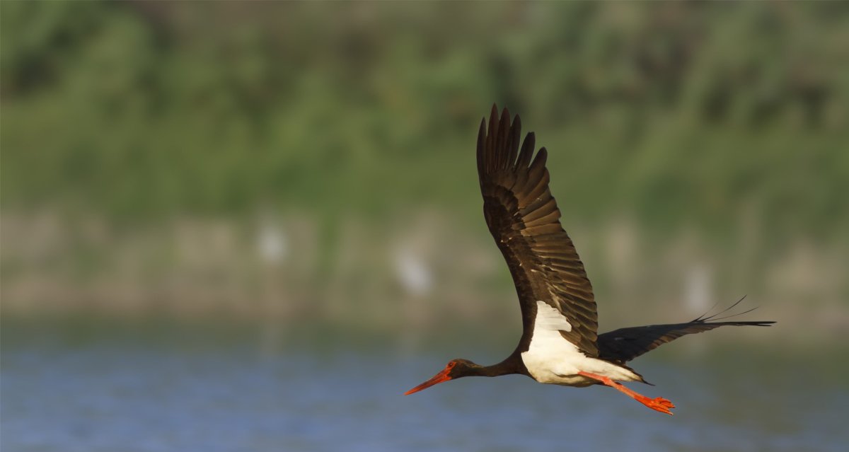Черный Аист в Калужской области