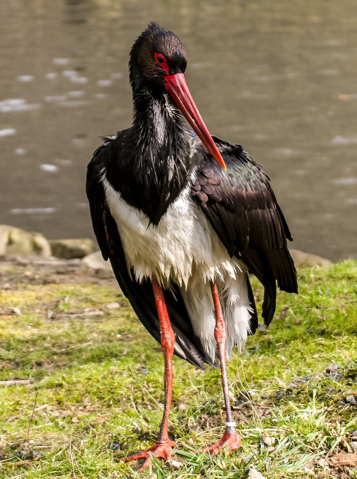 Черный Аист на белом фоне