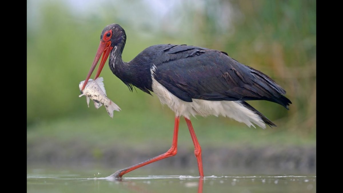 Черный Аист птица