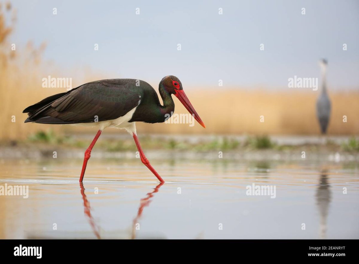 Черный Аист для детей