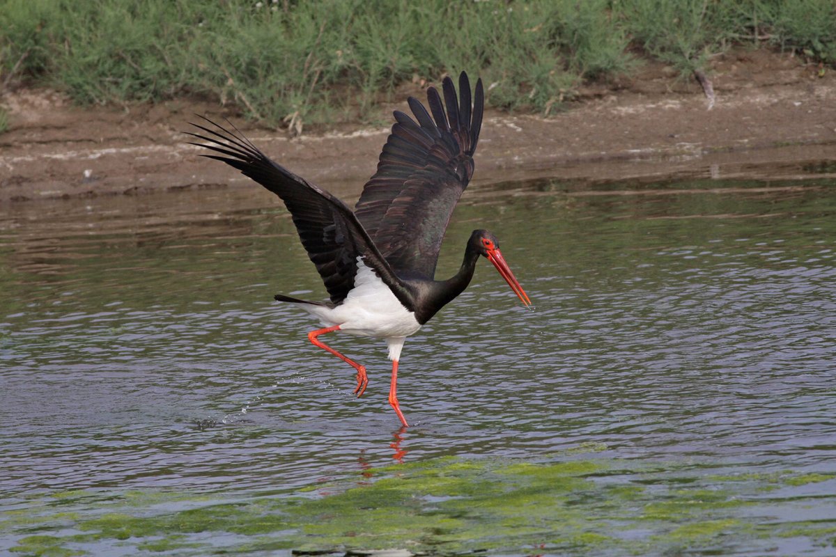 Аист Болотная птица или нет