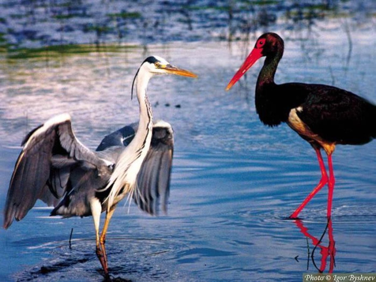 Черный Аист