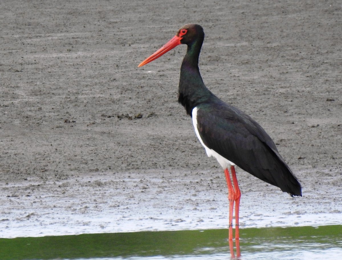 Черный Аист в полете