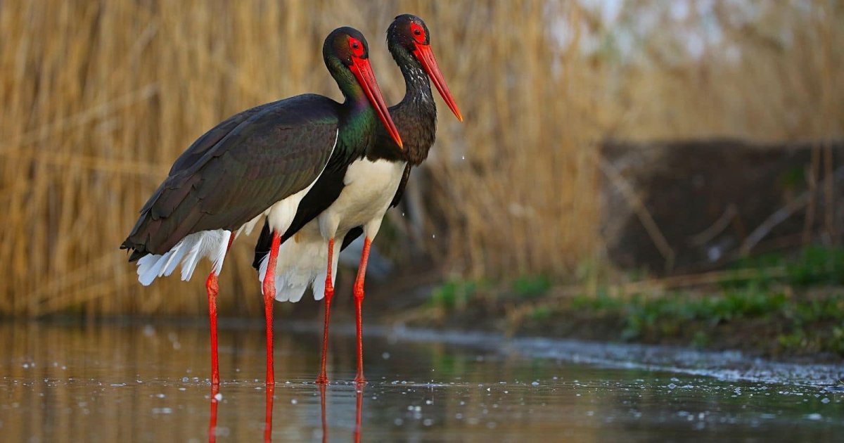 Яйца черного аиста