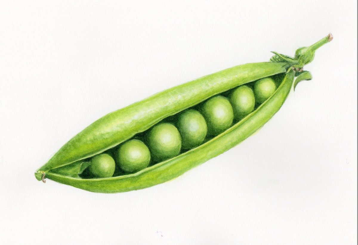 Картина горох для детей